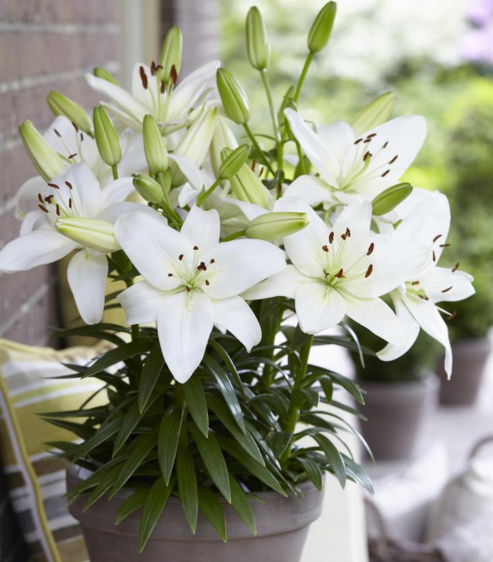 Lilium asiatic 'Sparkling Joy'