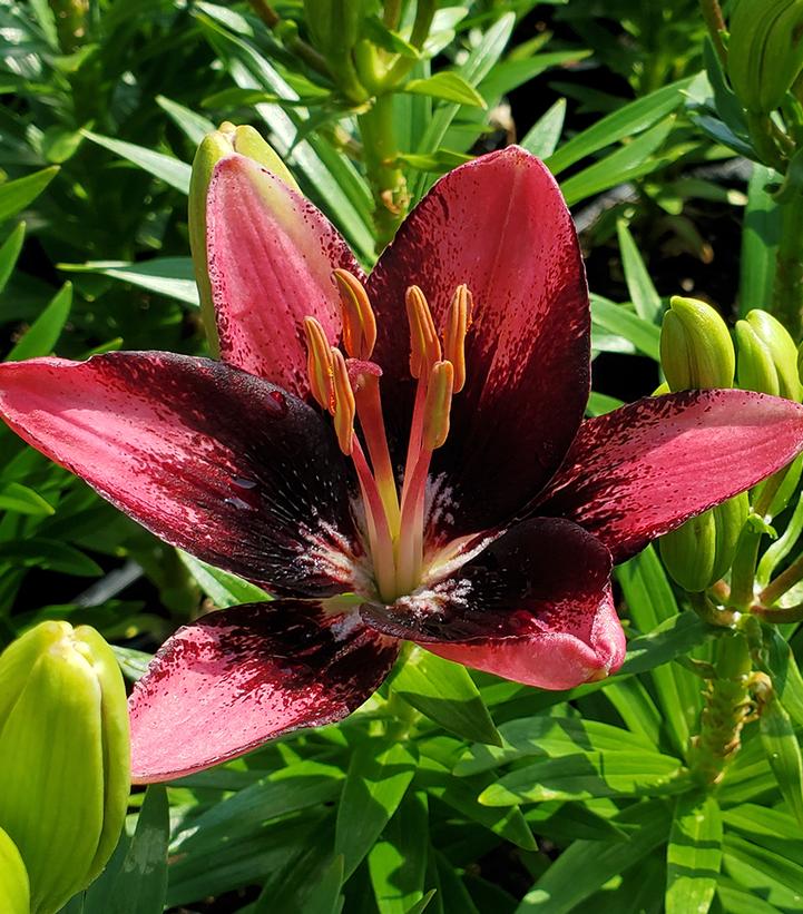 Lilium asiatic 'Trendy Santiago'