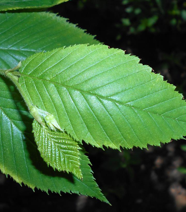Betula alleghaniensis 