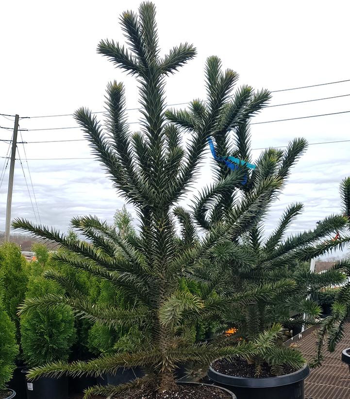 Araucaria araucana 