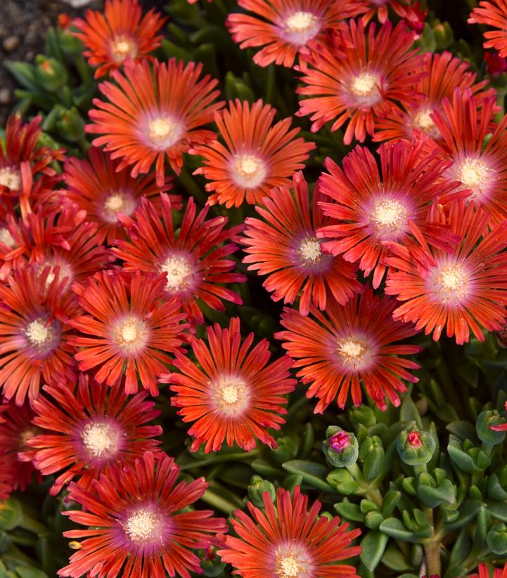 Delosperma x KALEIDOSCOPE™ 'Dancing Embers'
