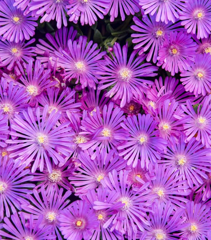 Delosperma x KALEIDOSCOPE™ 'Orchid Flash'