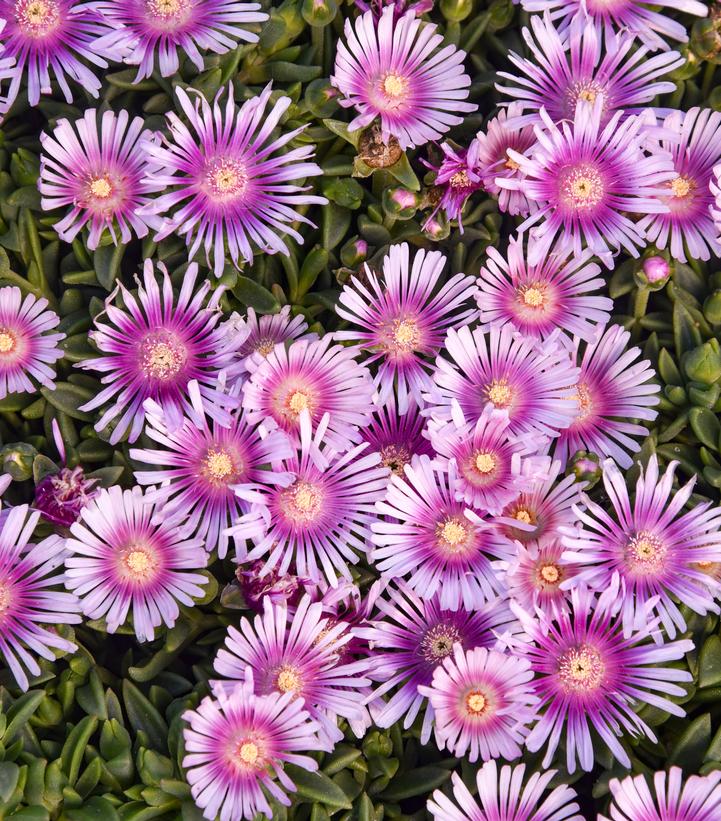 Delosperma x KALEIDOSCOPE™ 'Pink Radiance'