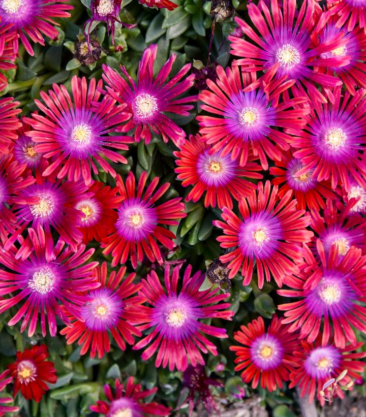 Delosperma x KALEIDOSCOPE™ 'Razzle Dazzle'