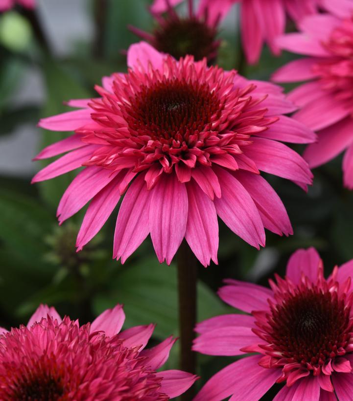 Echinacea x Double Scoop™ Watermelon Deluxe