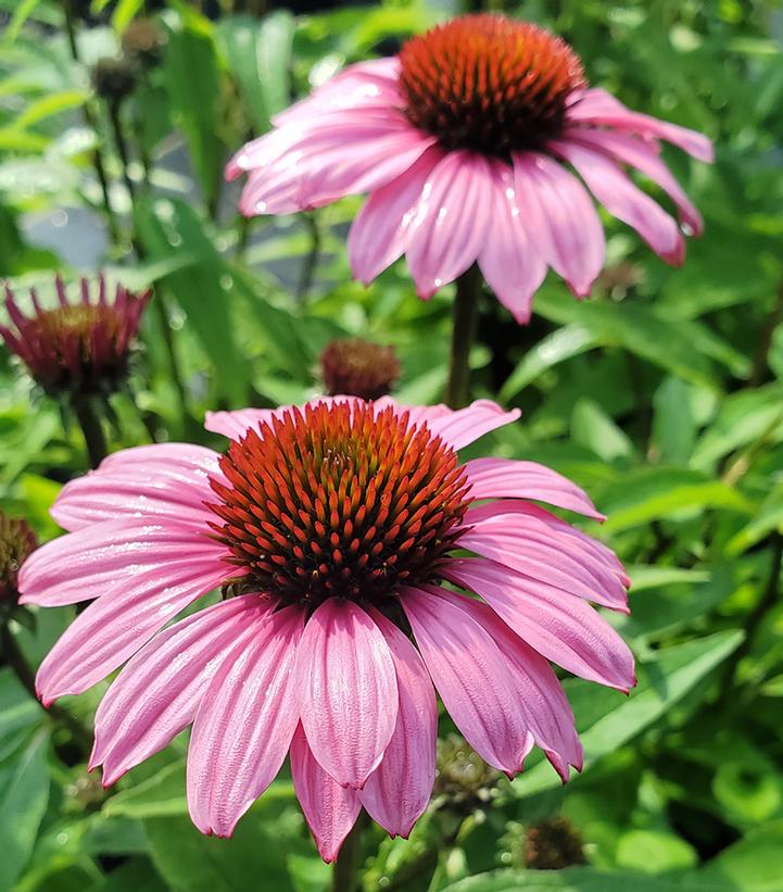 Echinacea x Sunmagic Vintage Fuchsia