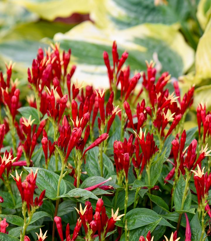 Spigelia marilandica 'Apple Slices'