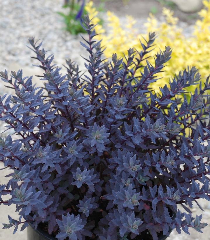 Sedum x Sunsparkler® 'Sapphire Tuffet'