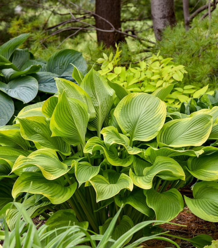 Hosta hybrid Shadowland® 'Lone Star'