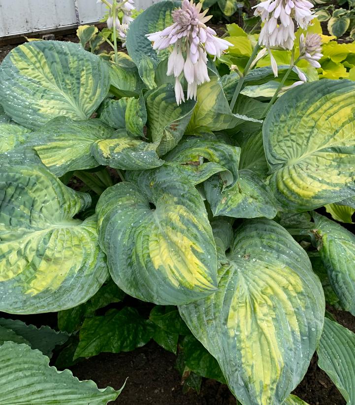 Hosta hybrid Shadowland® 'Sound of Music'