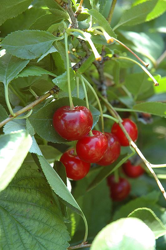 Prunus Romance 'Crimson Passion'