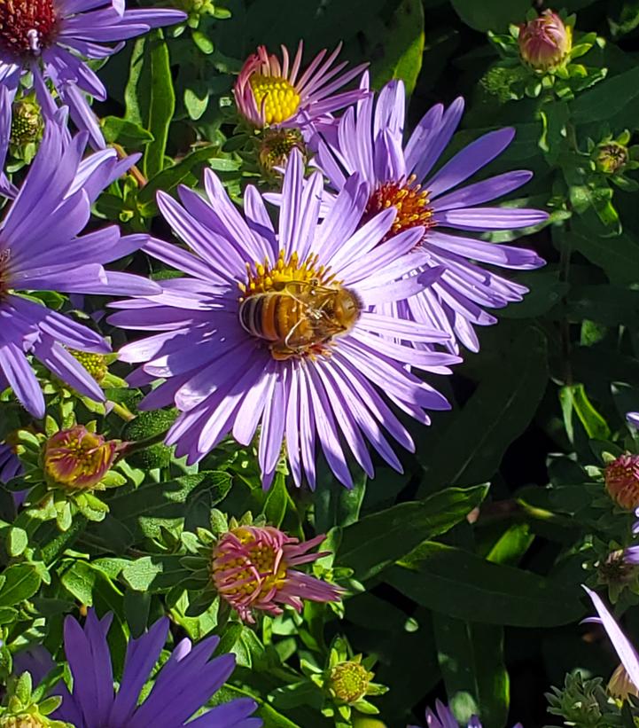 Aster oblongifolium 'Twilight Sky'