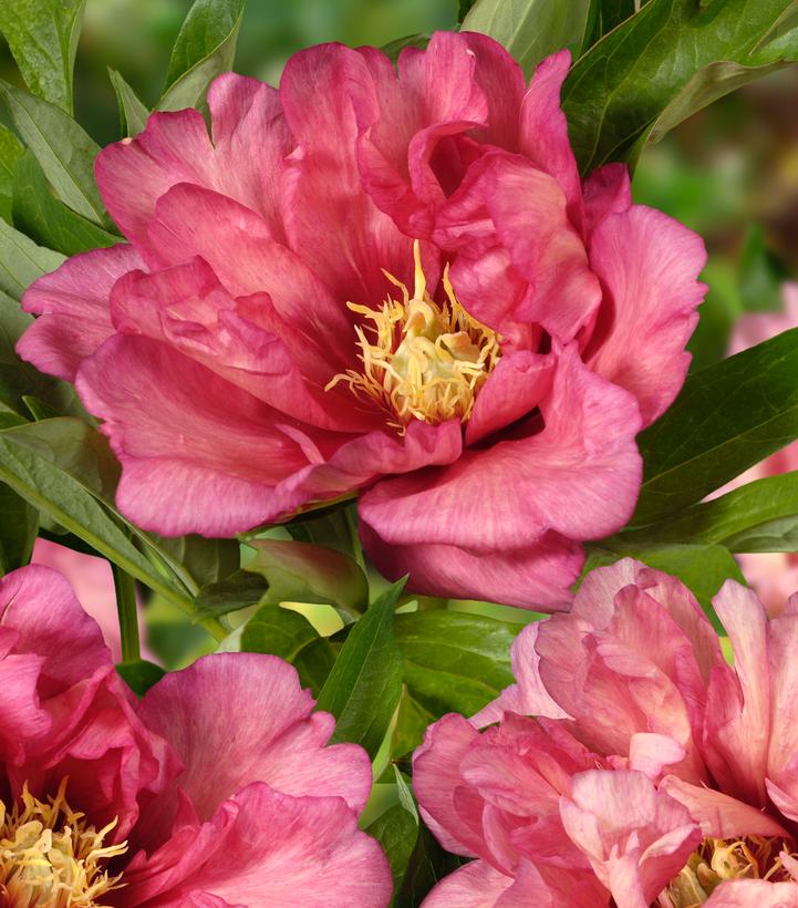 Paeonia x ITOH 'Hillary'