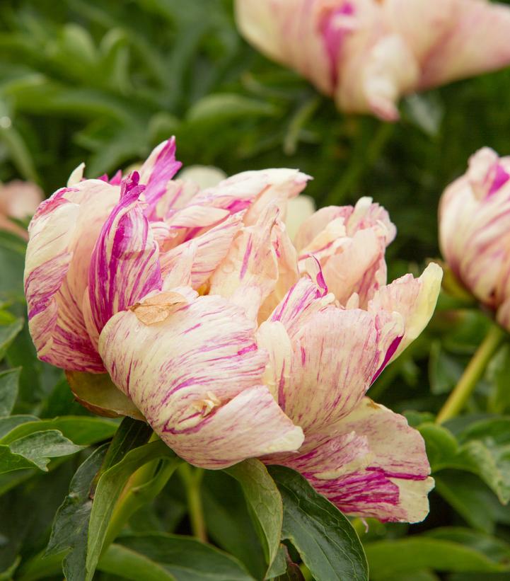Paeonia x ITOH 'Lollipop'