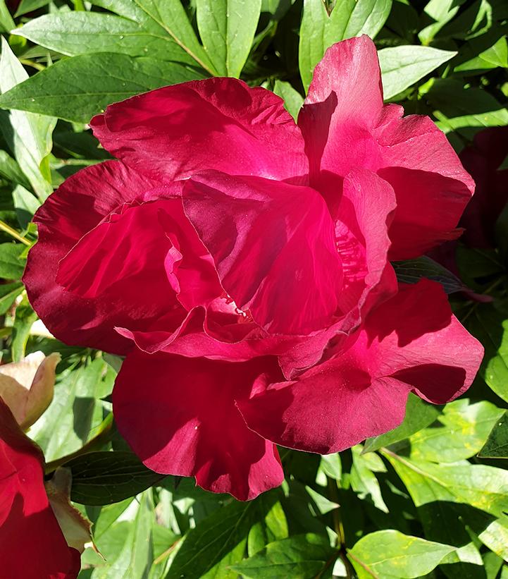 Paeonia x ITOH 'Morning Lilac'