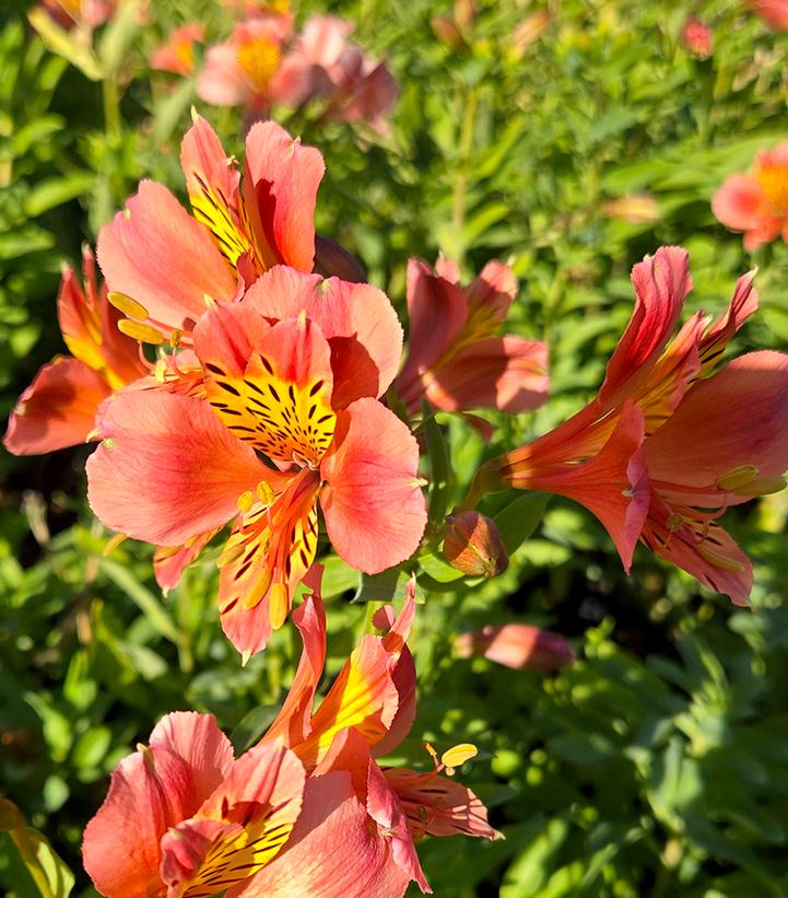 Alstroemeria x 'Coral Chaos'