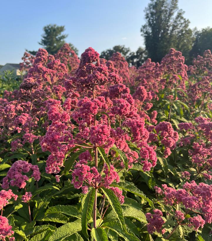 Eupatorium fistulosum 'JoJo'