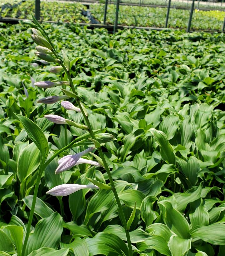 Hosta 'So Sweet'