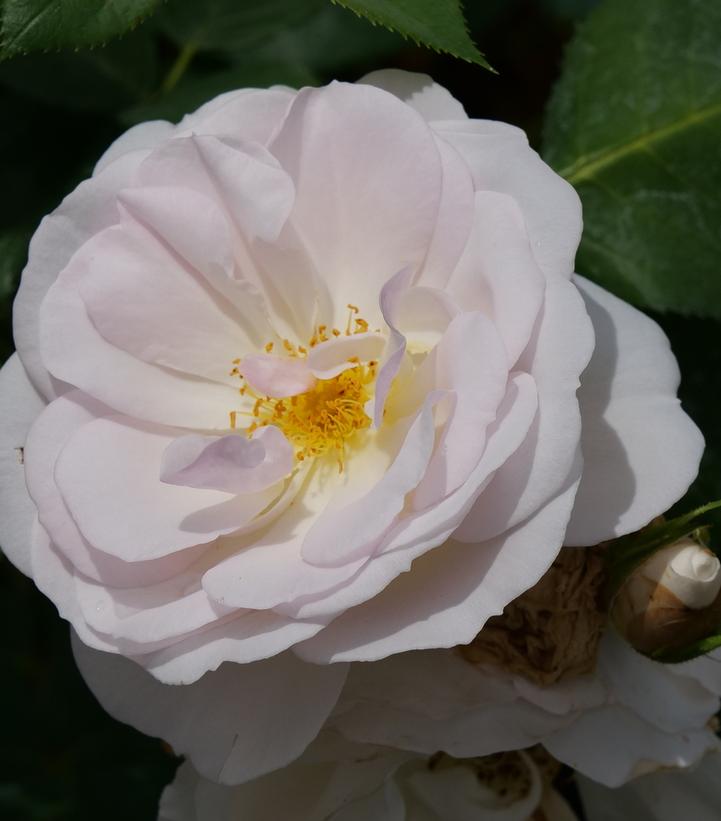 Rosa x Flavorette Pear'd™