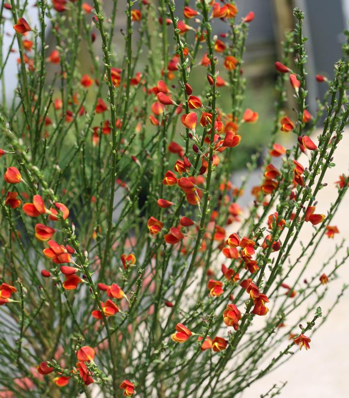 Cytisus scoparius Sister Redhead®
