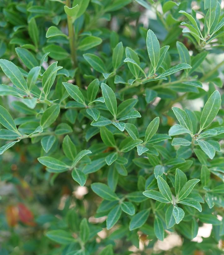 Ilex glabra Squeeze Box®
