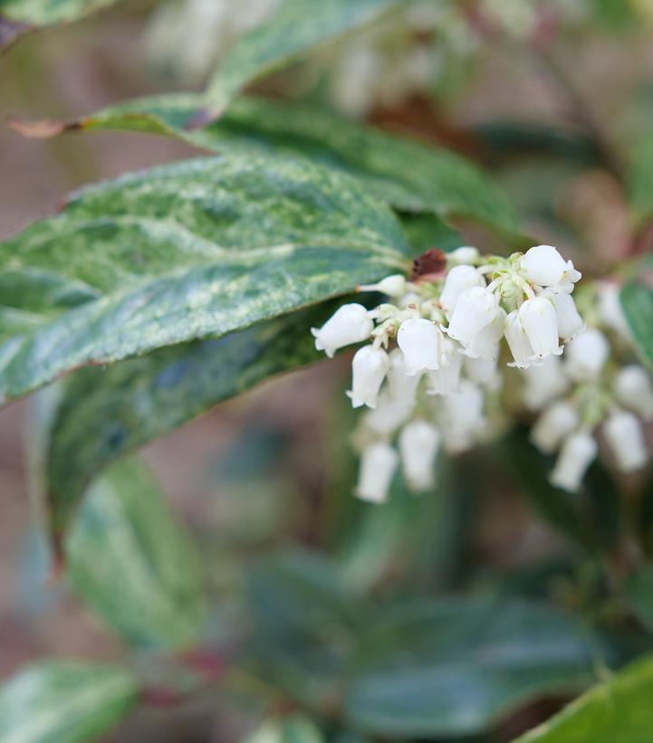 Leucothoe fontanesiana Paisley Pup™