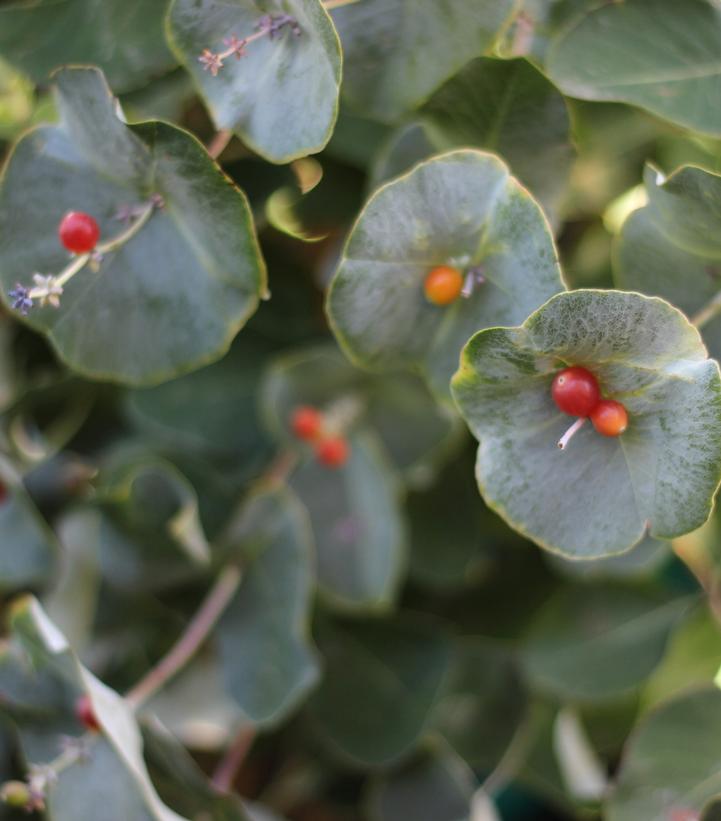 Lonicera reticulata Kintzley's Ghost®