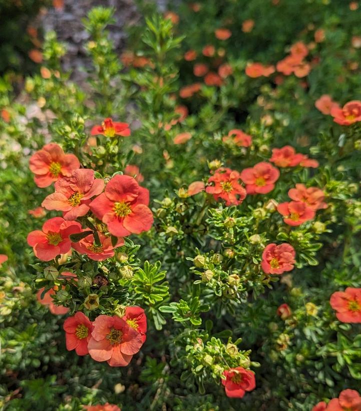 Potentilla fruticosa Happy Face® Orange