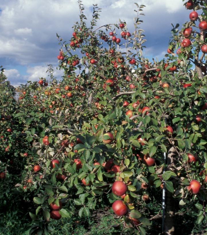 Malus SnowSweet®