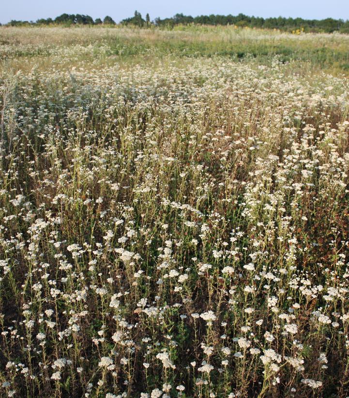 Achillea millefolium 