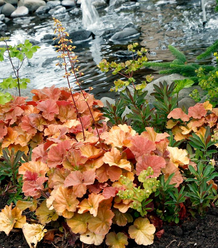 Heuchera Northern Exposure™ Amber