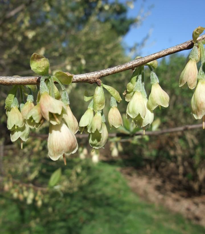 Halesia tetraptera (syn. Halesia carolina) 