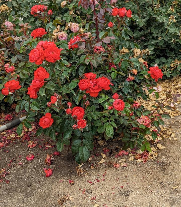 Rosa True Crush