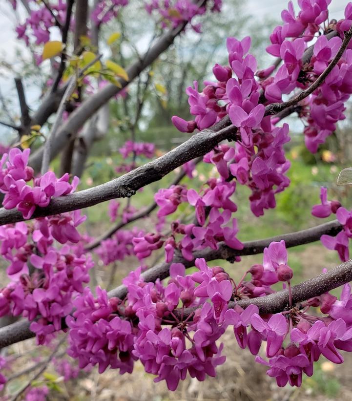 Cercis canadensis Luscious Lavender™