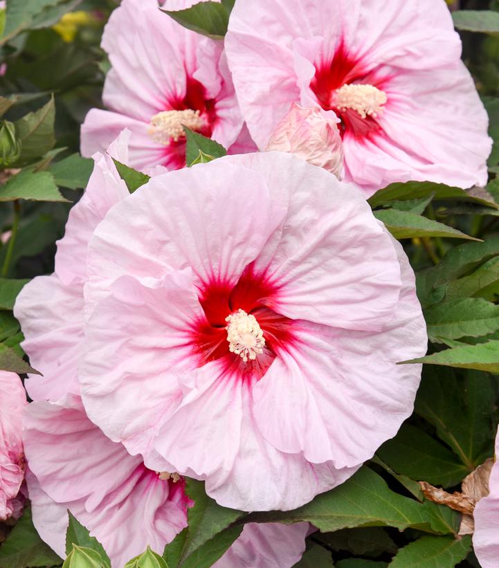 Hibiscus x Summerific® 'All Eyes on Me'