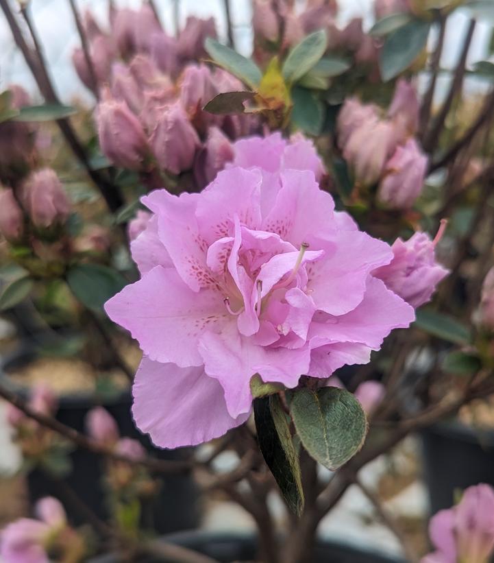 Azalea x 'Elsie Lee'