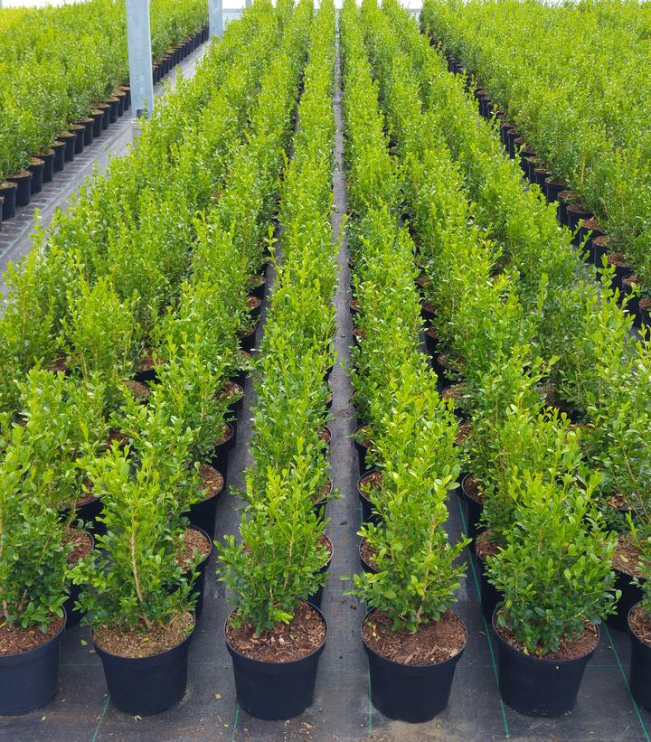 Buxus x Heritage™