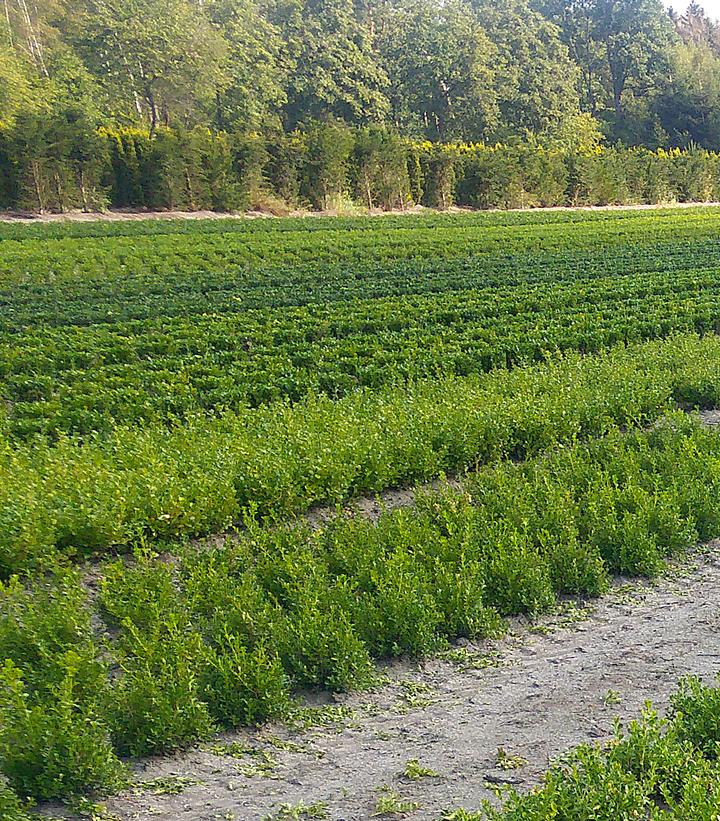 Buxus Renaissance™