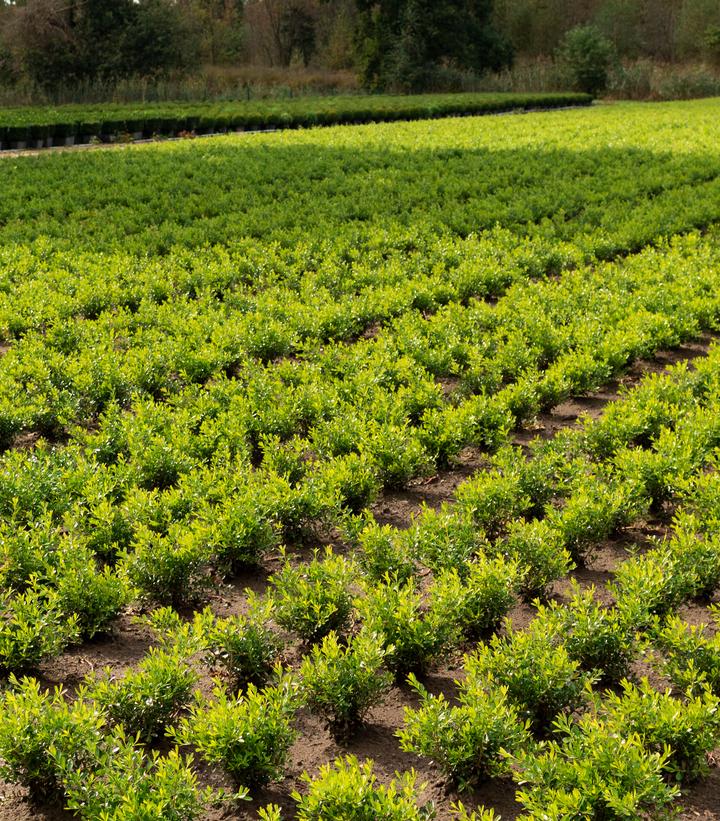 Buxus x Skylight™