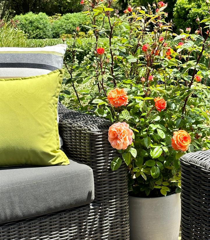 Rosa Showpiece™ Orange