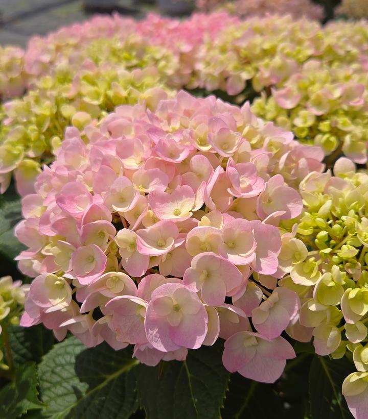 Hydrangea macrophylla Wee Bit Innocent™