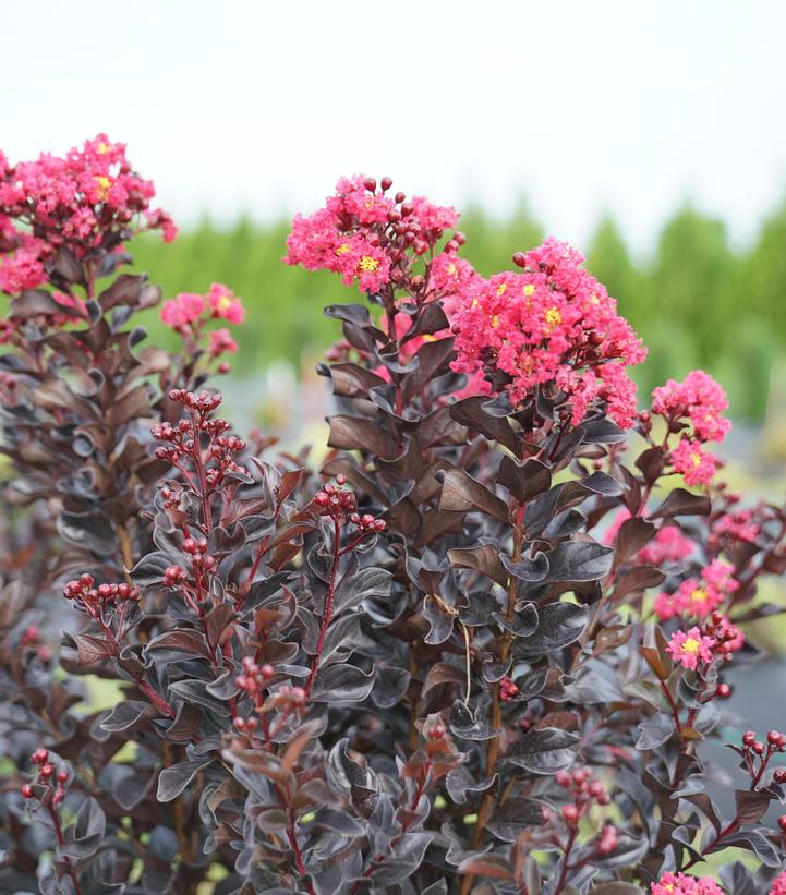Lagerstroemia indica Center Stage® Pink