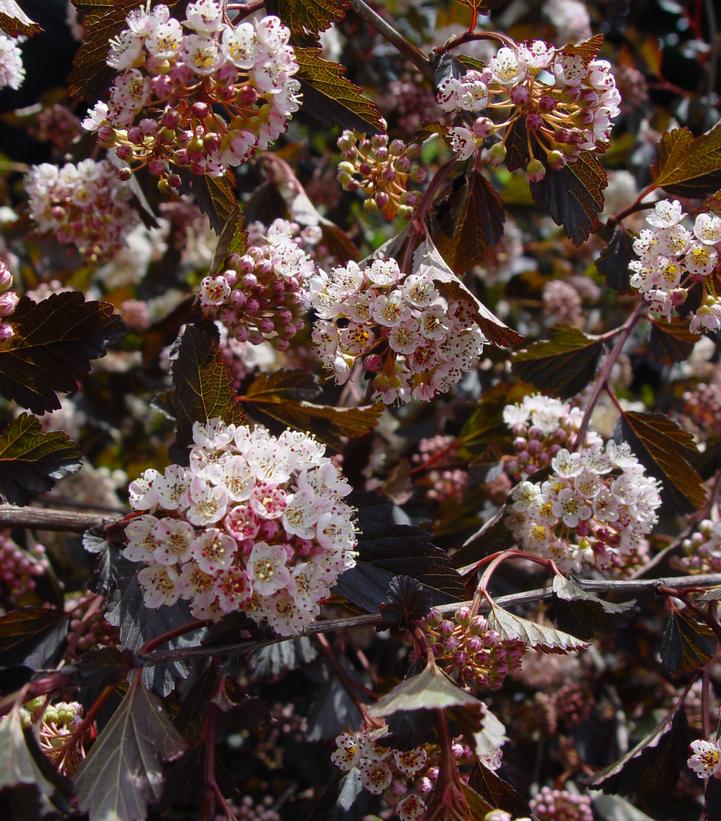 Physocarpus opulifolius Diabolo