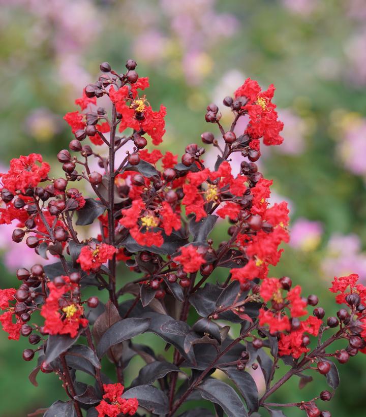 Lagerstroemia indica Center Stage® Red
