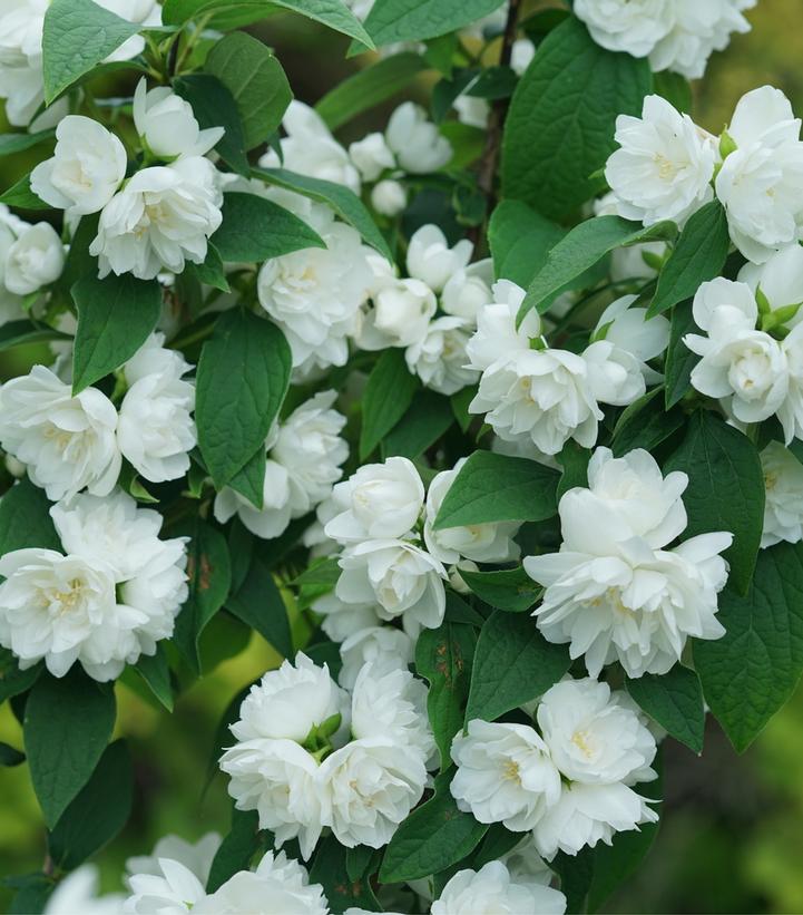 Philadelphus coronarius Illuminati Spice™