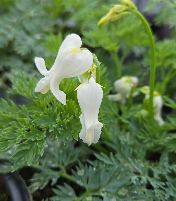 Dicentra x 'White Diamonds'