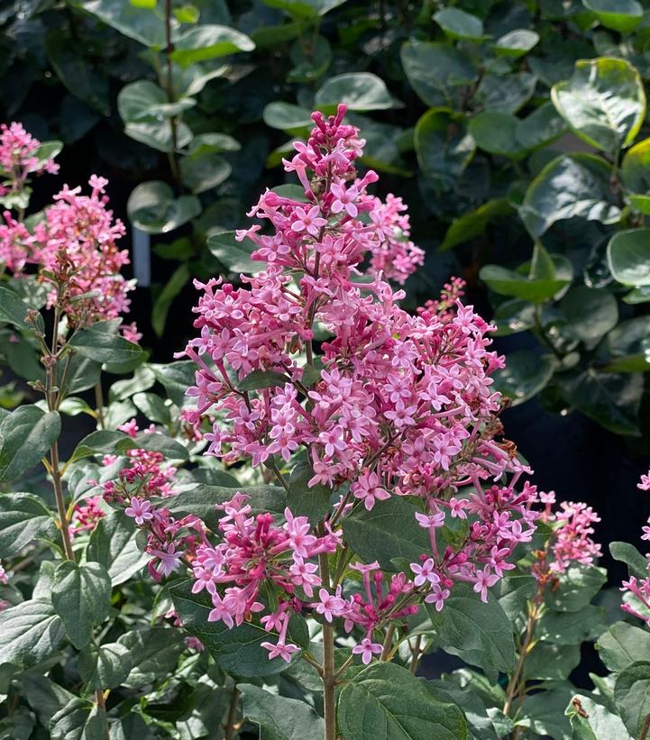 Syringa x Bloomerang Ballet®