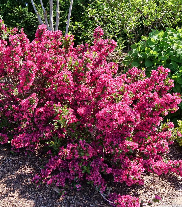 Weigela florida Sonic Bloom® Punch