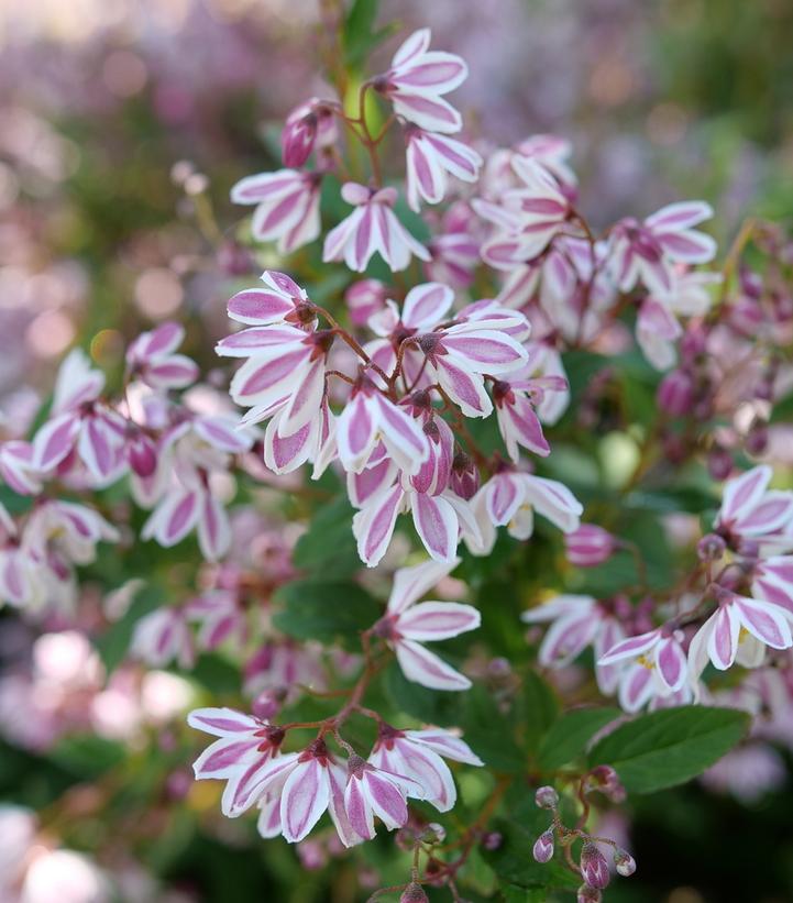 Deutzia x Yuki Kabuki™