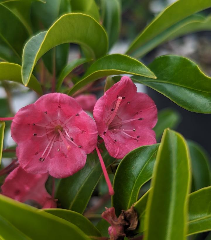Kalmia latifolia 'Show Time'